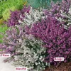 Fabre Graines Plantes De Terre De Bruyère | - Offre speciale 6 bruyeres d'hiver