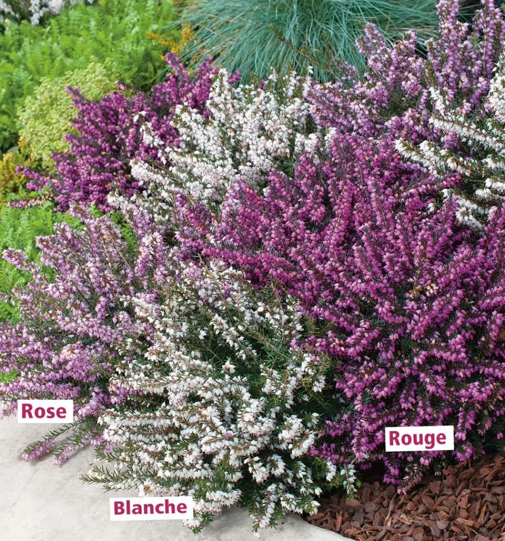 Fabre Graines Plantes De Terre De Bruyère | - Offre speciale 6 bruyeres d'hiver