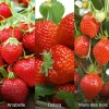 Fabre Graines - Offre speciale fraisiers degustation - 60 plants