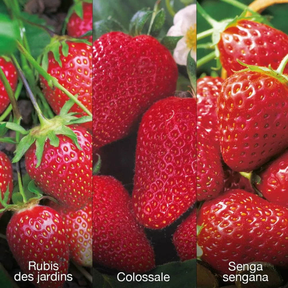 Fabre Graines - Offre speciale fraisiers - 60 fraisiers