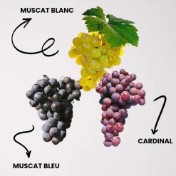 Fabre Graines Fruitiers Et Agrumes | - Offre speciale vignes - 3 varietes