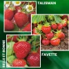 Fabre Graines Fruitiers Et Agrumes | - Offre speciale fraisiers anciens - 30 plants
