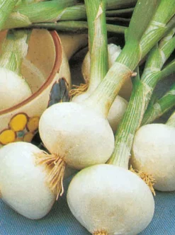 Fabre Graines Pommes De Terre, Ails, Oignons, Échalotes | - Oignon blanc extra hatif de malakoff - 5 g