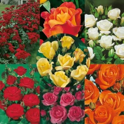 Fabre Graines - Super collection polyanthas - 7 rosiers Outlet