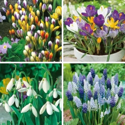 Fabre Graines Bulbes De Fleurs | - Super collection - 70 bulbes