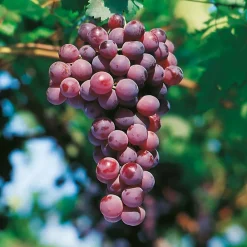 Fabre Graines - Vigne cardinal rose - pot 1.5 litre Sale