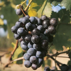 Fabre Graines - Vigne muscat bleu - pot 1.5 litre Hot