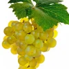 Fabre Graines - Vigne muscat blanc birstaler - pot 1.5 litre New