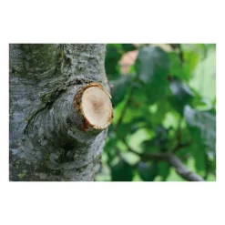 Gardena Coupe-Bordures Et Débroussailleuses | - Coupe-branches à enclume smartcut comfort