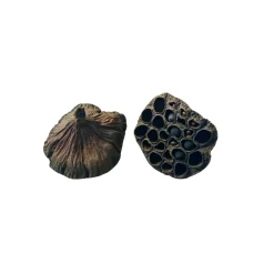 Gioiashrimp Plantes Et Décoration | - 2 gousses de lotus pour crevettes