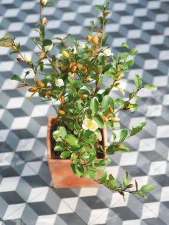 Goicoechea Cache-Pots Et Bacs D'Intérieur|Pots Et Jardinières | - Petit pot carré en terre cuite L. 21 x l. 21 x H. 19cm