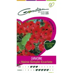 Gondian - Capucine naine simple escarlate Sale