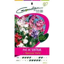 Gondian - Pois de senteur spencer varié Discount