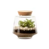 NA Terrariums Et Compositions | Izumi M