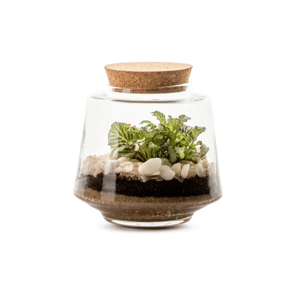NA Terrariums Et Compositions | Izumi M