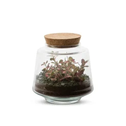 NA Terrariums Et Compositions | Izumi M