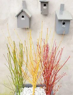 Jardintropic - Acer palm. 'going green'® une variante:paume d'acer. 'passer au vert'® - ?20cm - ø13cm New