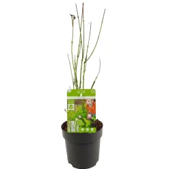 Jardintropic Plantes De Terre De Bruyère | - Acer palm. 'going green'® une variante:paume d'acer. 'pas vert'® - ?30cm - ø15cm