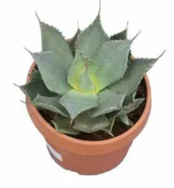 Jardintropic Plantes Méditerranéennes | - Agave parryi sp. Parryiet rouge - pot de 20l - 50/60cm
