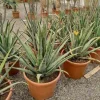 Jardintropic Cactus Et Plantes Grasses | - Aloe vera (syn. A. Barbadensis) pot de 25l - 80/100cm