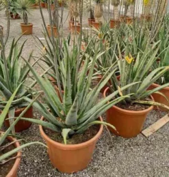 Jardintropic Cactus Et Plantes Grasses | - Aloe vera (syn. A. Barbadensis) pot de 25l - 80/100cm