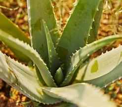 Jardintropic Cactus Et Plantes Grasses | - Aloe vera (syn. A. Barbadensis) pot de 25l - 80/100cm