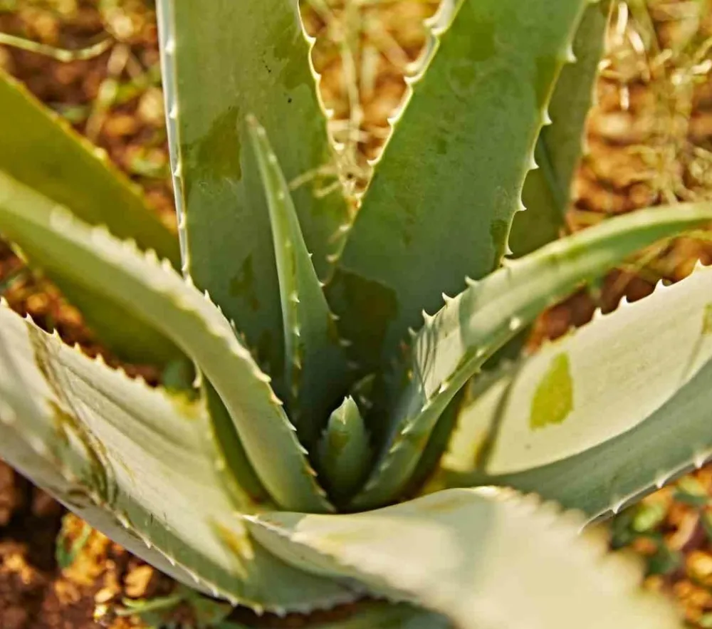 Jardintropic Cactus Et Plantes Grasses | - Aloe vera (syn. A. Barbadensis) pot de 25l - 80/100cm