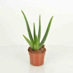 Jardintropic Cactus Et Plantes Grasses | - Aloe vera (syn. A. Barbadensis) pot de 25l - 80/100cm