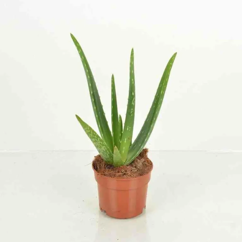 Jardintropic Cactus Et Plantes Grasses | - Aloe vera (syn. A. Barbadensis) pot de 25l - 80/100cm