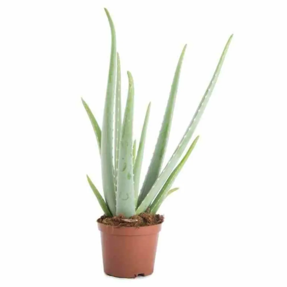 Jardintropic Cactus Et Plantes Grasses | - Aloe vera (syn. A. Barbadensis) pot de 25l - 80/100cm