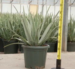 Jardintropic Cactus Et Plantes Grasses | - Aloe vera (syn. A. Barbadensis) pot de 25l - 80/100cm