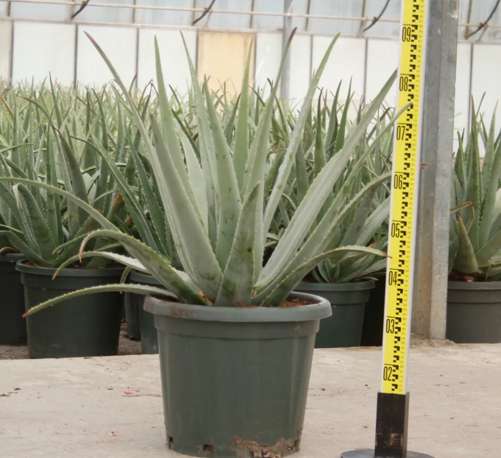 Jardintropic Cactus Et Plantes Grasses | - Aloe vera (syn. A. Barbadensis) pot de 25l - 80/100cm
