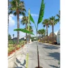 Jardintropic - Bananier musa cheesmanii pot de 25l - 200-225cm Online