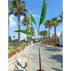 Jardintropic - Bananier musa cheesmanii pot de 25l - 200-225cm Online