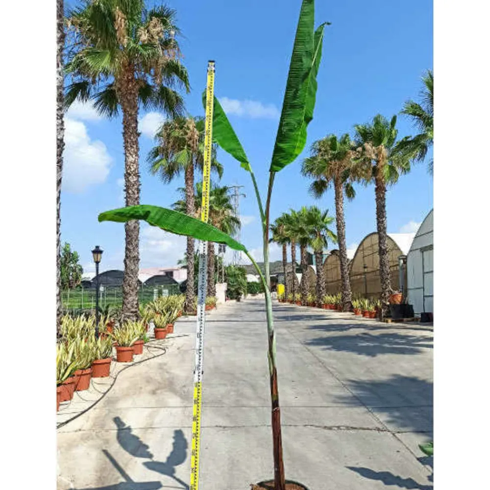 Jardintropic - Bananier musa cheesmanii pot de 25l - 200-225cm Online