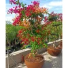 Jardintropic - Bougainvillier hybride multi couleur (bougainvillier) pot de 70l 200/225cm Outlet