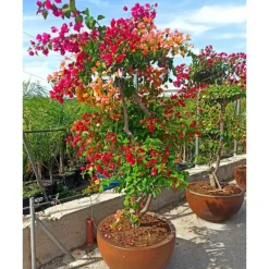 Jardintropic - Bougainvillier hybride multi couleur (bougainvillier) pot de 70l 200/225cm Outlet