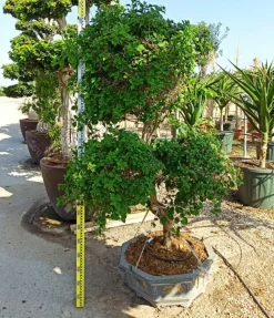 Jardintropic - Bougainvillier hybride multi couleur (bougainvillier) pot de 70l 200/225cm Outlet
