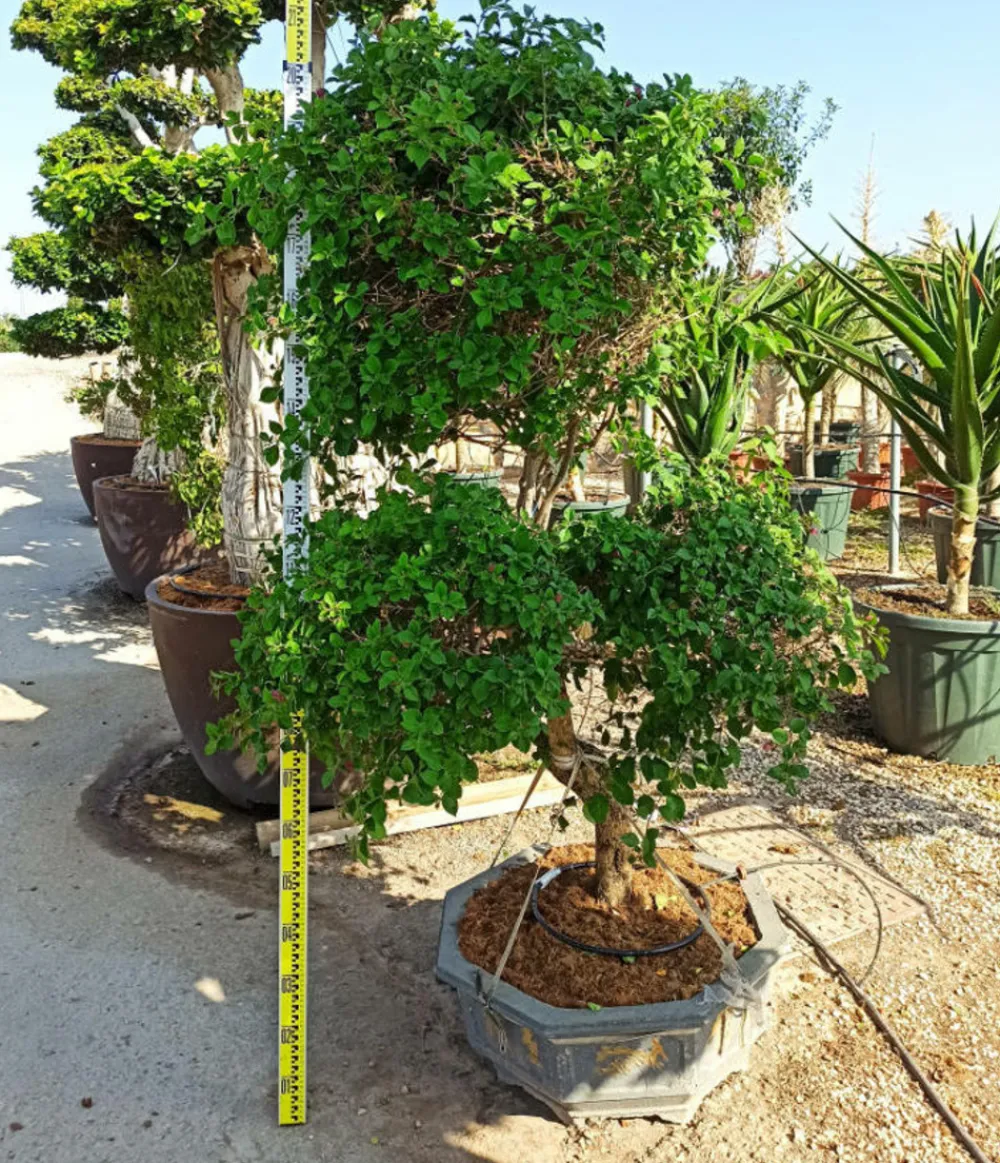 Jardintropic - Bougainvillier hybride multi couleur (bougainvillier) pot de 70l 200/225cm Outlet