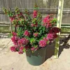 Jardintropic - Bougainvillier bougainvillier 'mini thai' (bougainvillier nain) pot de 14 litres - 100/120 cm Clearance