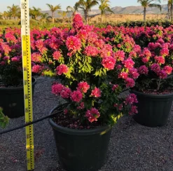 Jardintropic - Bougainvillier bougainvillier 'mini thai' (bougainvillier nain) pot de 14 litres - 100/120 cm Clearance