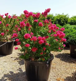 Jardintropic - Bougainvillier bougainvillier 'mini thai' (bougainvillier nain) pot de 14 litres - 100/120 cm Clearance