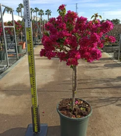 Jardintropic - Bougainvillier bougainvillier 'mini thai' (bougainvillier nain) pot de 14 litres - 100/120 cm Clearance