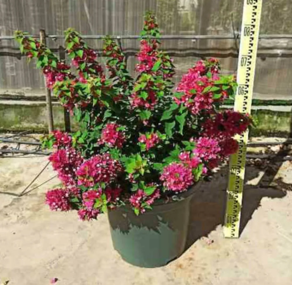 Jardintropic - Bougainvillier bougainvillier 'mini thai' (bougainvillier nain) pot de 130l 150/175cm Hot