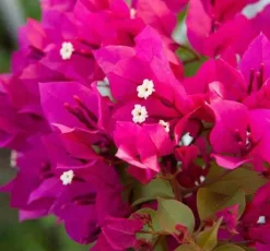 Jardintropic - Bougainvillier bougainvillier 'mini thai' (bougainvillier nain) pot de 130l 150/175cm Hot