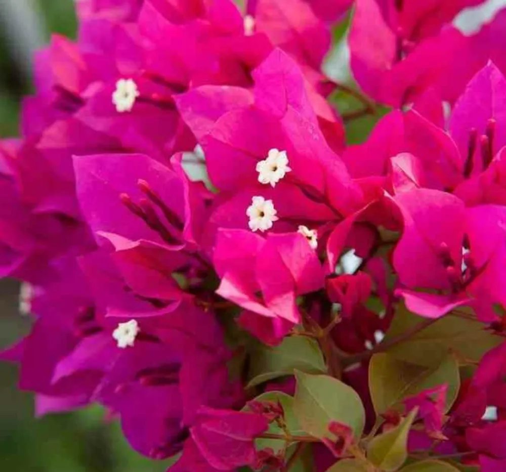 Jardintropic - Bougainvillier bougainvillier 'mini thai' (bougainvillier nain) pot de 130l 150/175cm Hot