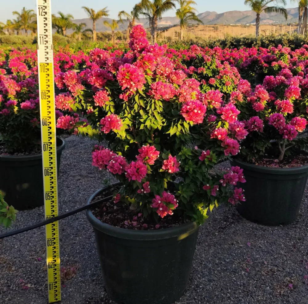 Jardintropic - Bougainvillier bougainvillier 'mini thai' (bougainvillier nain) pot de 130l 150/175cm Hot