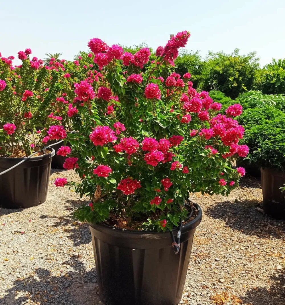 Jardintropic - Bougainvillier bougainvillier 'mini thai' (bougainvillier nain) pot de 130l 150/175cm Hot