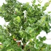 Jardintropic - Carissa macrocarpa 'prostrata' (prunier du natal) pot de 9l - 40/60cm Online
