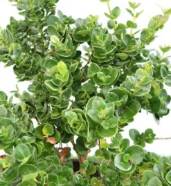 Jardintropic - Carissa macrocarpa 'prostrata' (prunier du natal) pot de 9l - 40/60cm Online